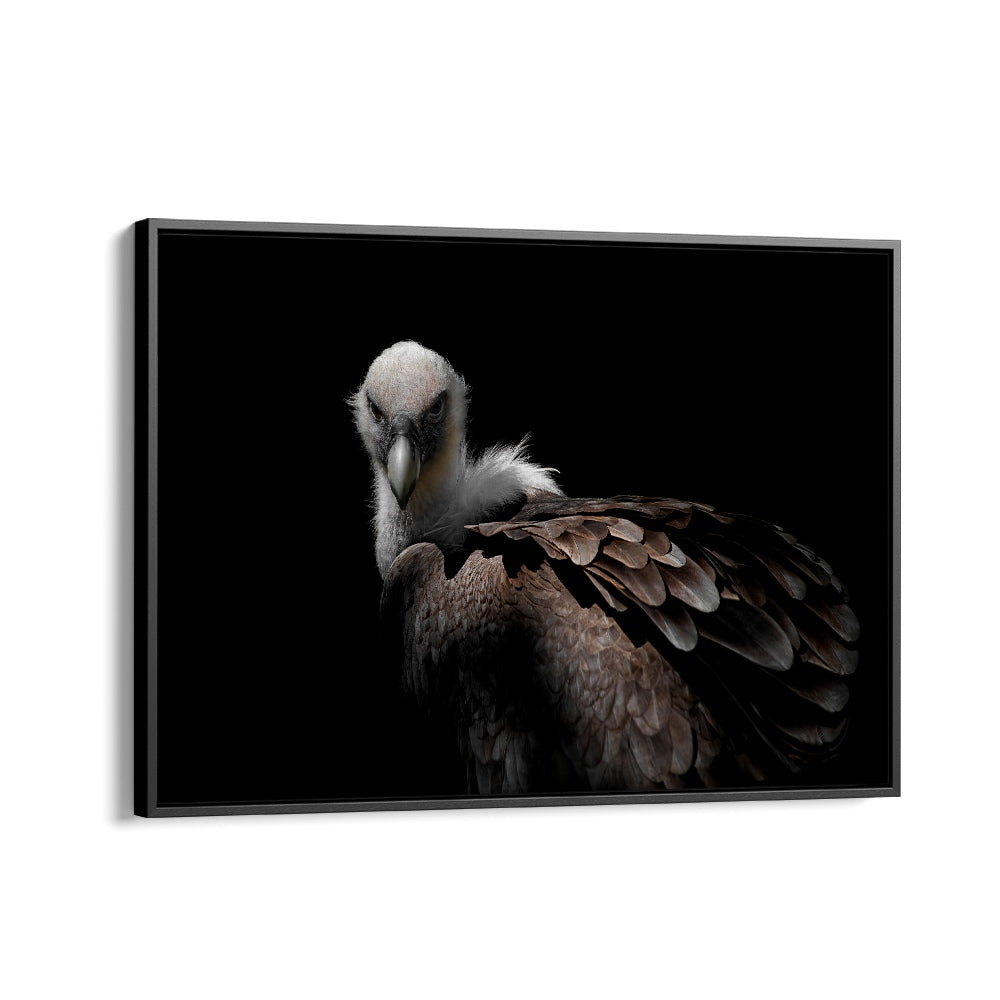 PHOTOGRAPHY painting - GRIFFON VULTURE II by Asianmonk