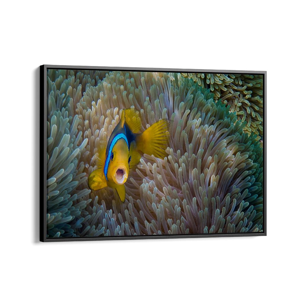 PHOTOGRAPHY painting - NEMO - AMPHIPRION BICINCTUS by Asianmonk