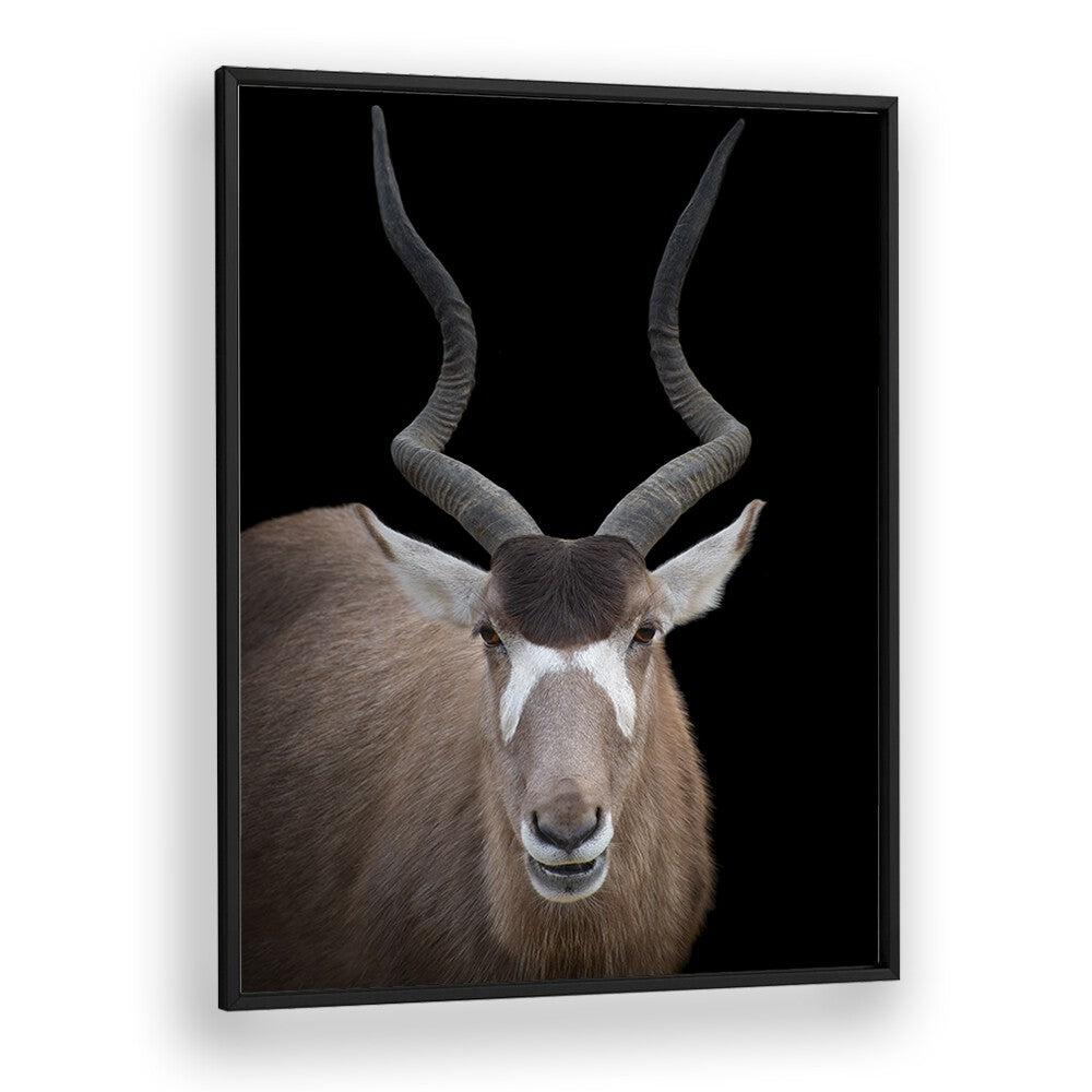 Christian Meermann painting - ADDAX NASOMACULATUS PORTRAIT by Asianmonk