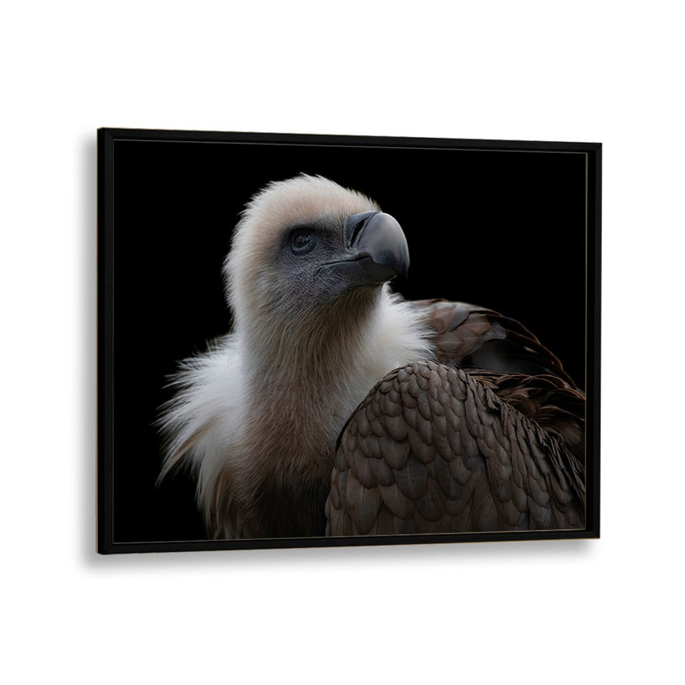 PHOTOGRAPHY painting - GYPS FULVUS - GRIFFON VULTURE by Asianmonk