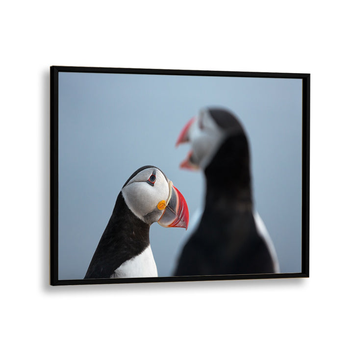 PHOTOGRAPHY painting - PUFFIN TALK by Asianmonk