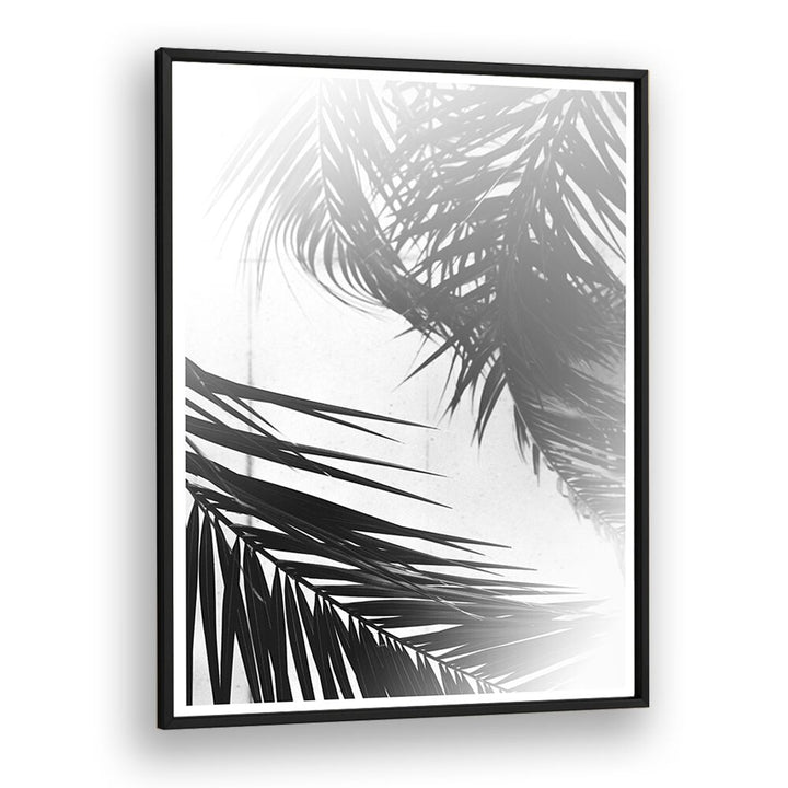 SUMMER PALMS