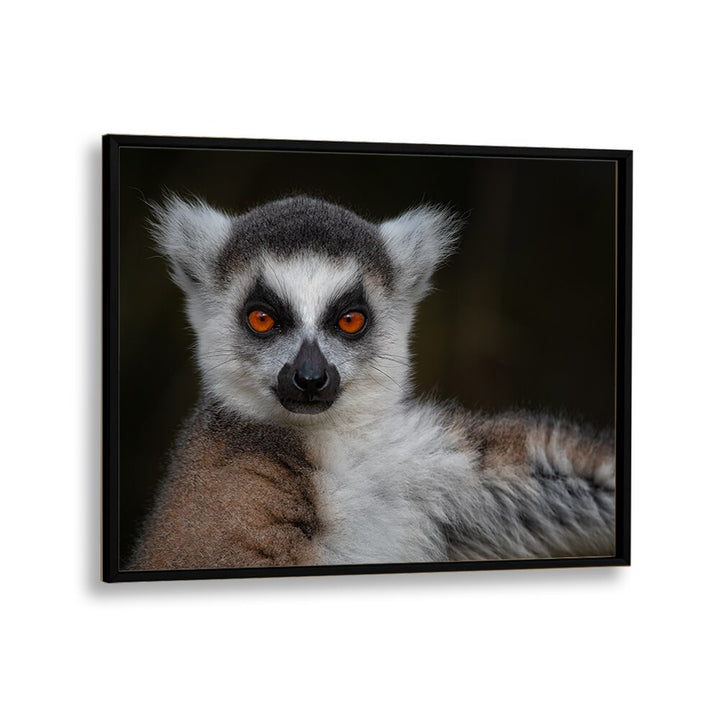 PHOTOGRAPHY painting - STRIKE A POSE - MAKI CATTA - LEMUR CATTA by Asianmonk