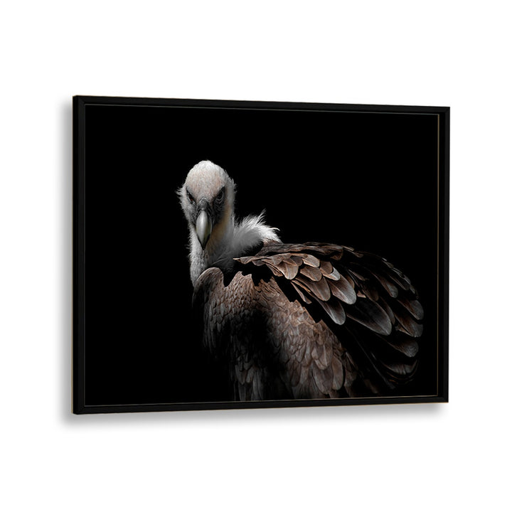 PHOTOGRAPHY painting - GRIFFON VULTURE II by Asianmonk