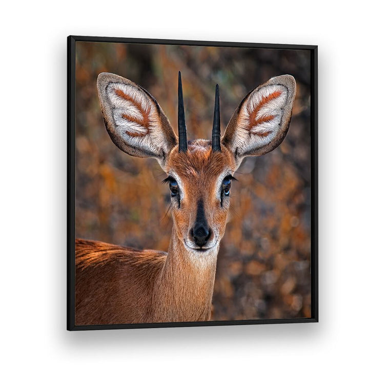 chre painting - STEENBOK by Asianmonk