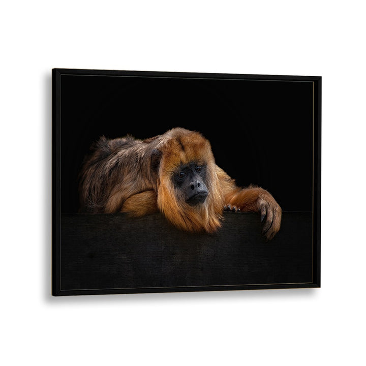 PHOTOGRAPHY painting - I'M BORED - BABOUNE - ALOUATTA MACCONNELLI by Asianmonk