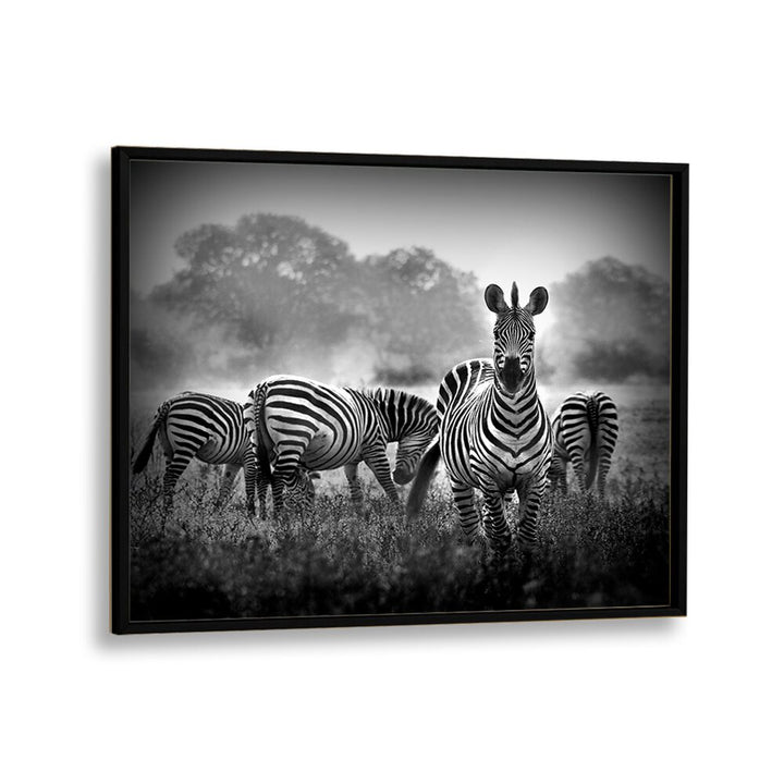 PHOTOGRAPHY painting - STALLION IN A PIN STRIPE SUIT by Asianmonk