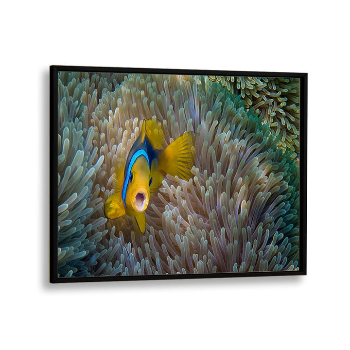 PHOTOGRAPHY painting - NEMO - AMPHIPRION BICINCTUS by Asianmonk