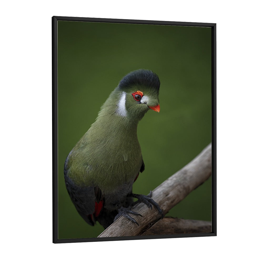 Christian Meermann painting - WHITE-CHEEKED TURACO by Asianmonk