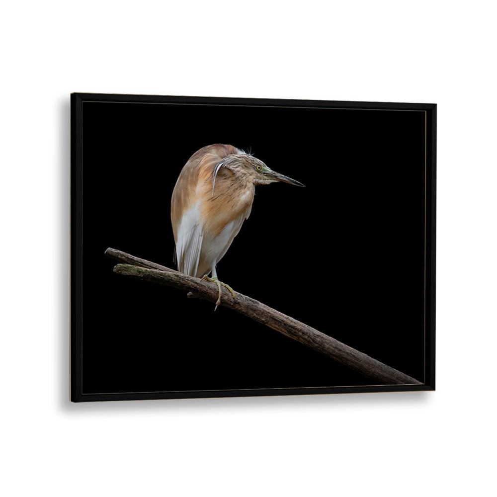 PHOTOGRAPHY painting - LITTLE BITTERN - IXOBRYCHUS MINUTUS by Asianmonk