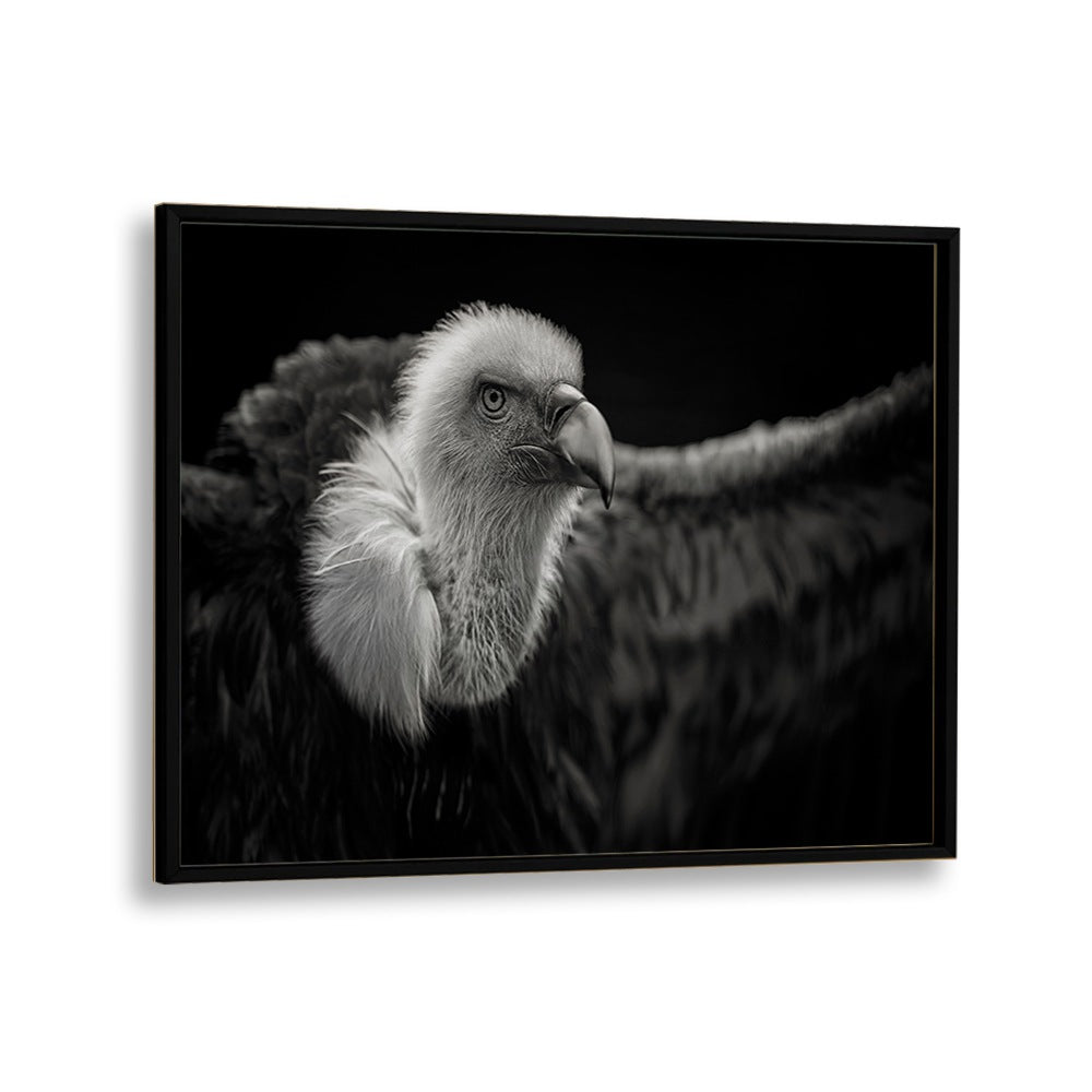 PHOTOGRAPHY painting - GRIFFON VULTURE by Asianmonk