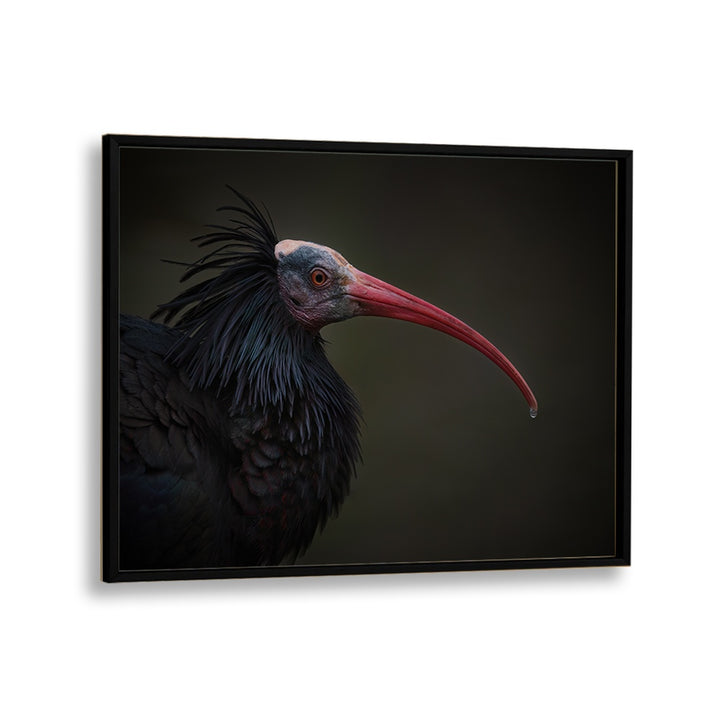 PHOTOGRAPHY painting - NORTHERN BALD IBIS - GERONTICUS EREMITA by Asianmonk