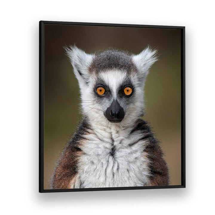 chre painting - MAKI CATTA- LEMUR CATTA by Asianmonk