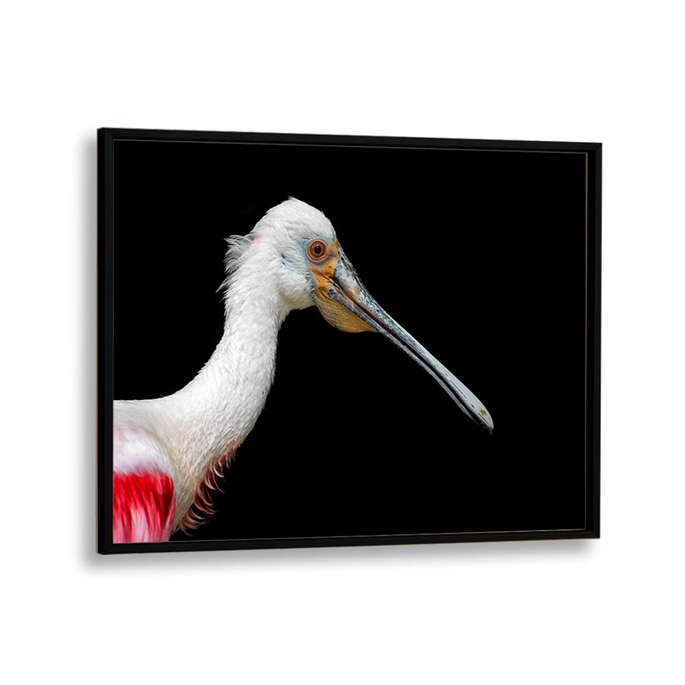 PHOTOGRAPHY painting - AFRICAN SPOONBILL - PLATALEA ALBA by Asianmonk