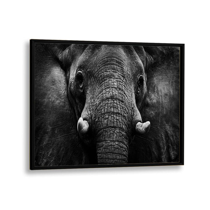 PHOTOGRAPHY painting - ELEPHANT II by Asianmonk