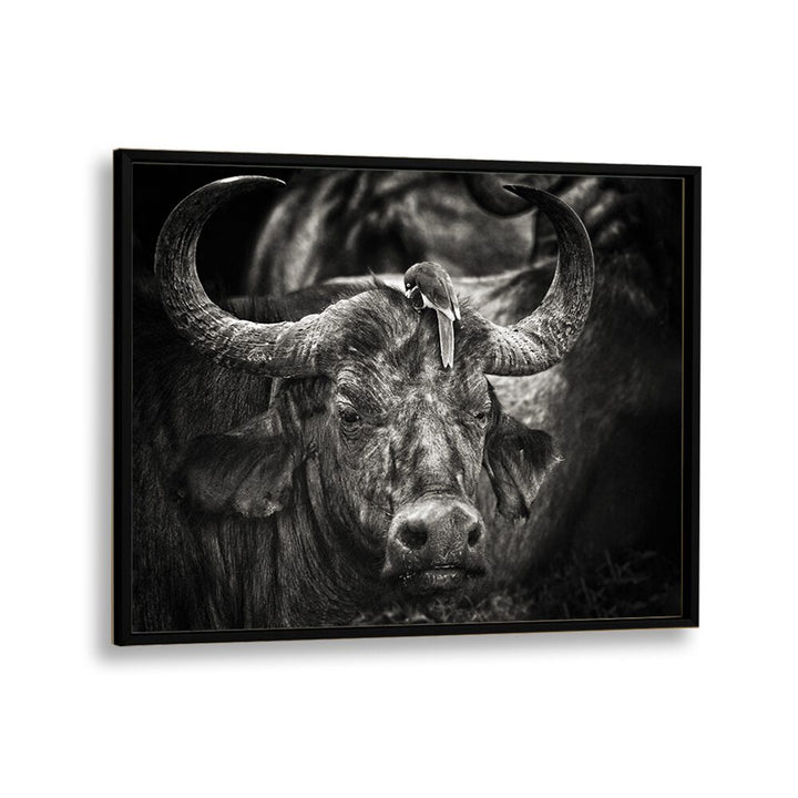 PHOTOGRAPHY painting - RED-BILLED OXPECKER AND THE BUFFALO by Asianmonk