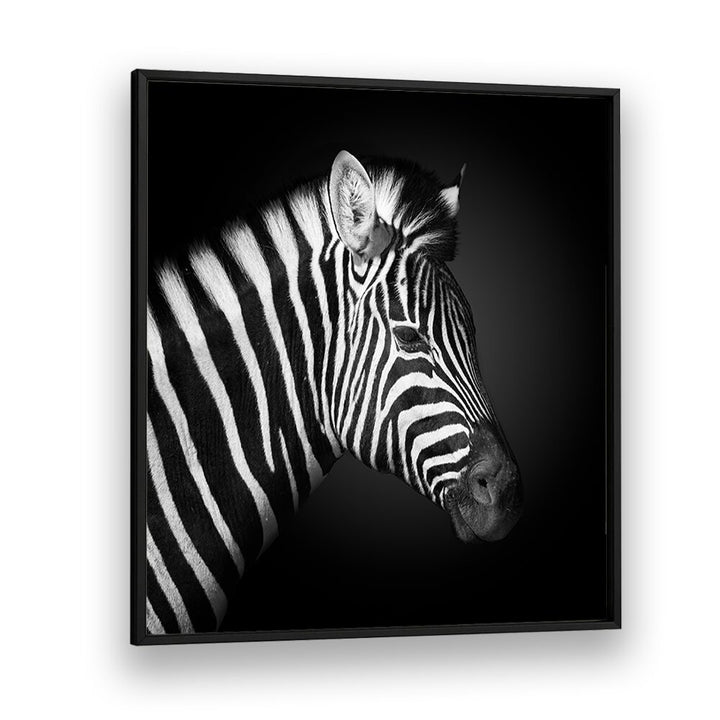 ZEBRA BY FEGARI