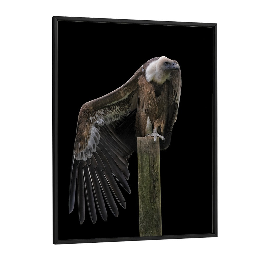 Christian Meermann painting - PROFIL - GRIFFON VULTURE by Asianmonk