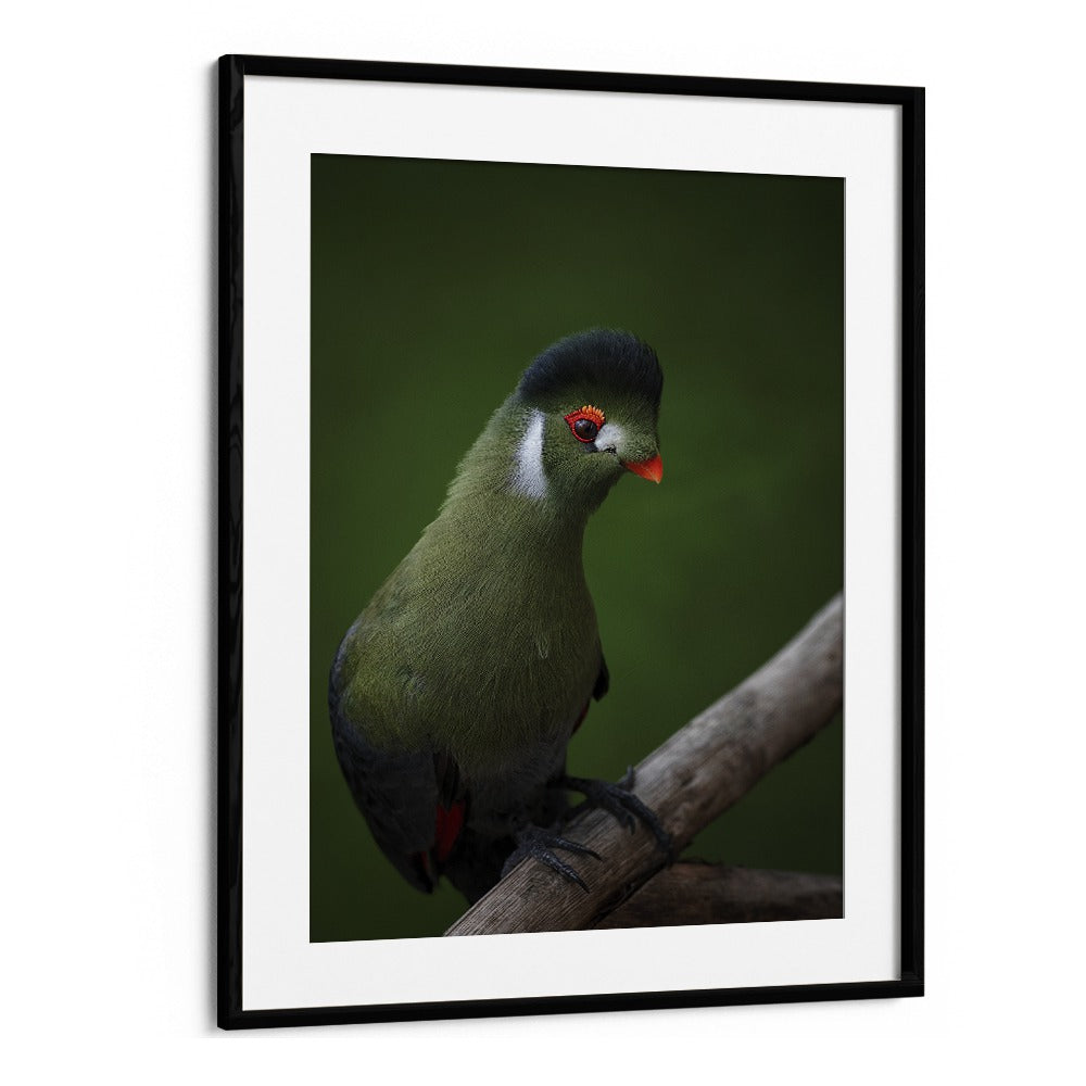 Christian Meermann painting - WHITE-CHEEKED TURACO by Asianmonk