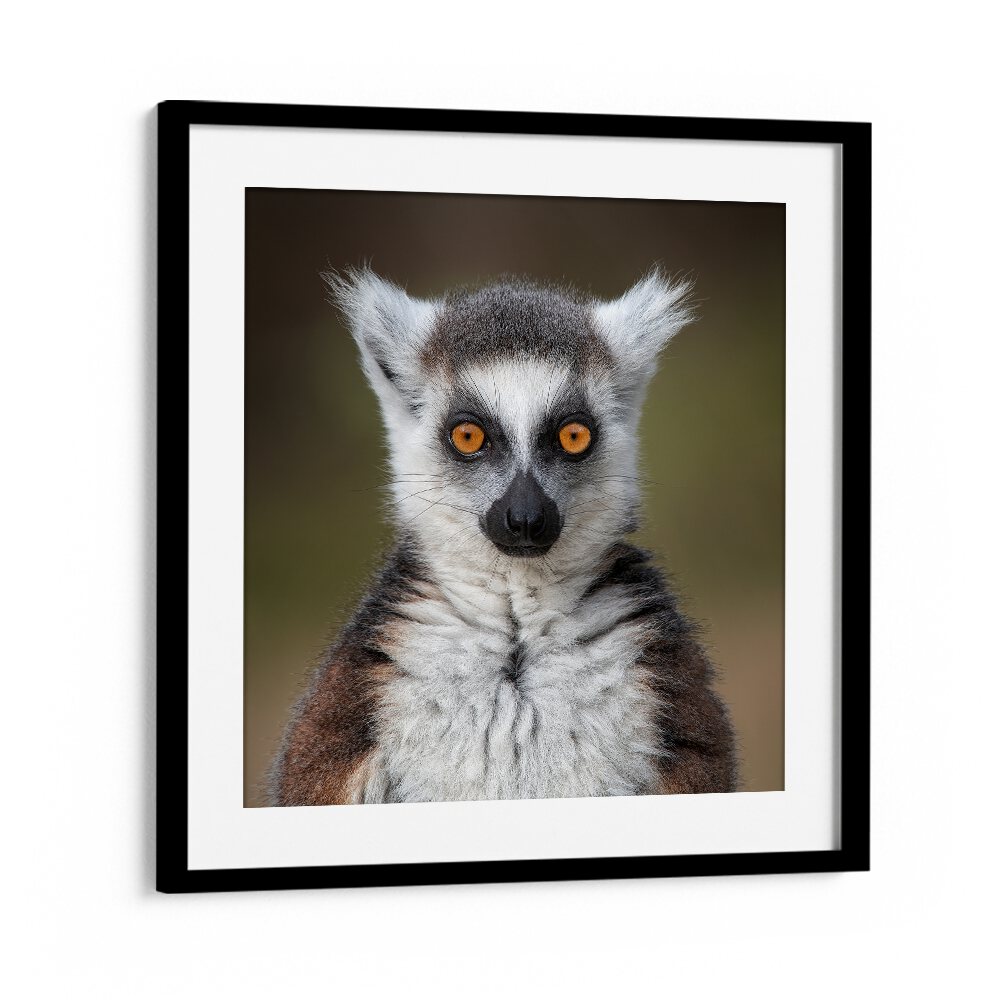 chre painting - MAKI CATTA- LEMUR CATTA by Asianmonk