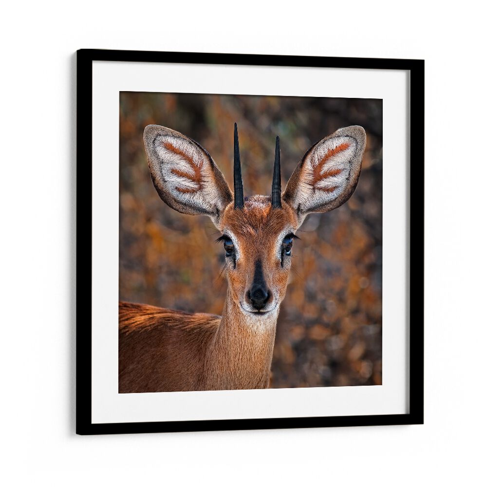 chre painting - STEENBOK by Asianmonk