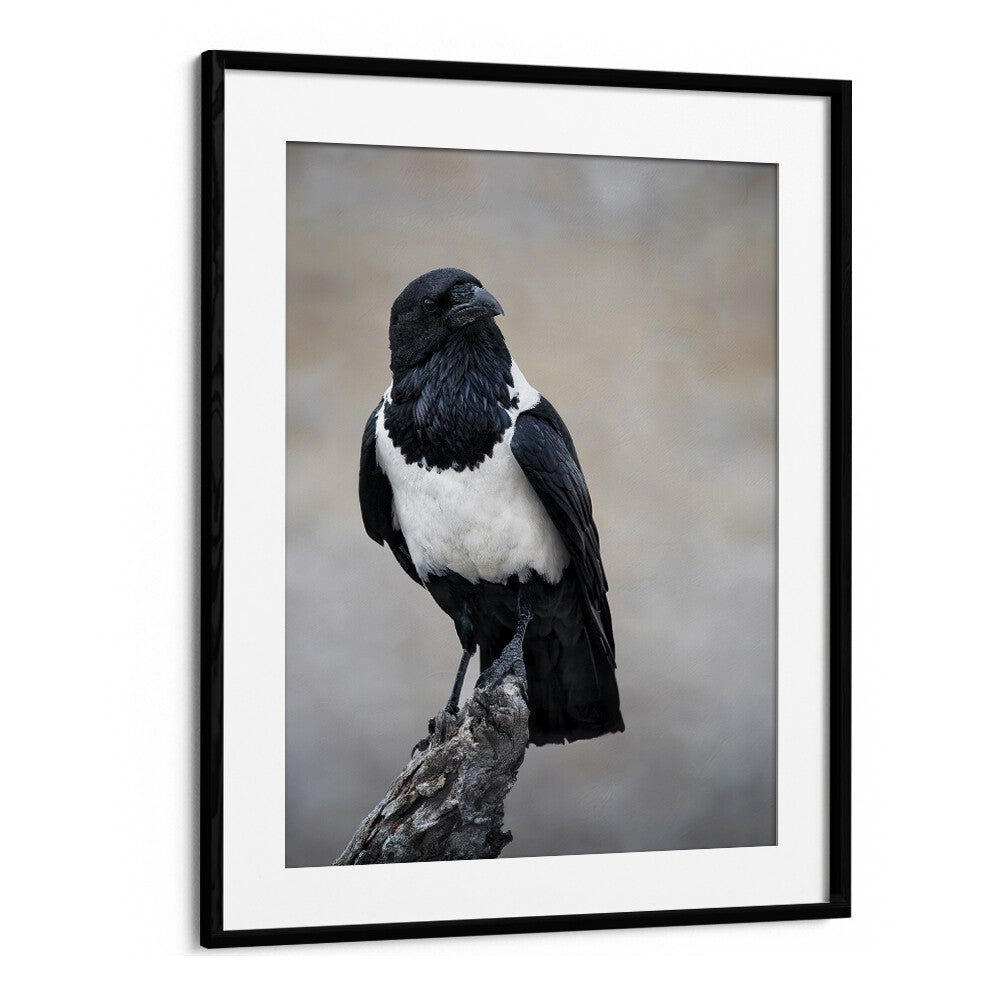 Christian Meermann painting - AFRICAN PIED CROW PORTRAIT by Asianmonk