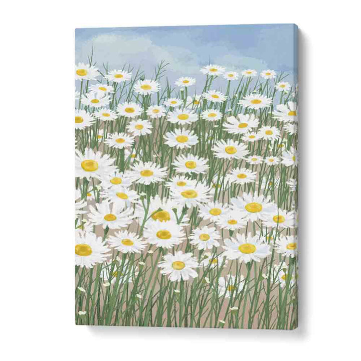 DAISIES IN THE SKY