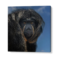 WHITE-FACED SAKI - PITHECIA  , PHOTOGRAPHY PRINTS