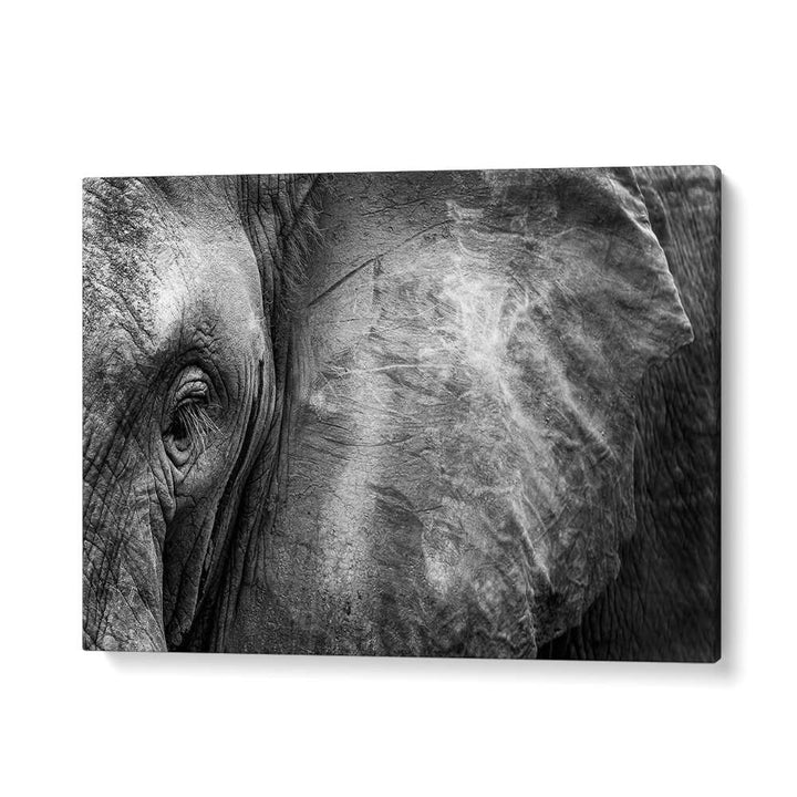 PHOTOGRAPHY painting - ELEPHANT FACE by Asianmonk