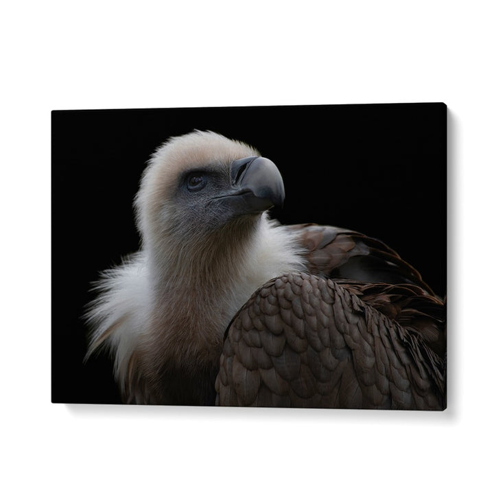 PHOTOGRAPHY painting - GYPS FULVUS - GRIFFON VULTURE by Asianmonk