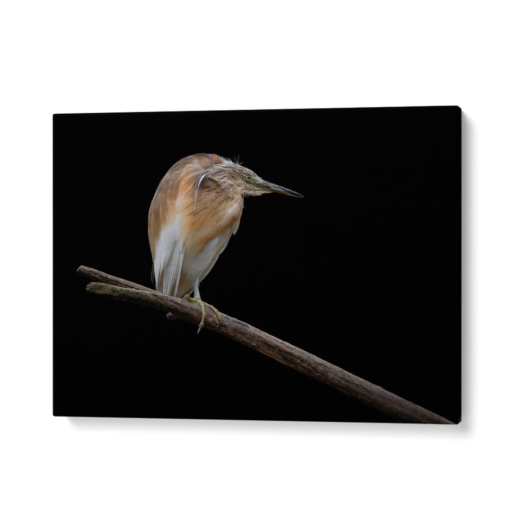 PHOTOGRAPHY painting - LITTLE BITTERN - IXOBRYCHUS MINUTUS by Asianmonk