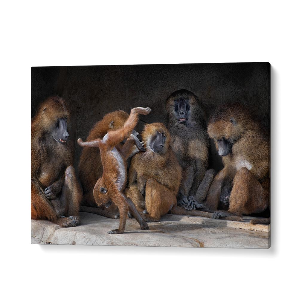 PHOTOGRAPHY painting - FAMILY SCENE - PAPIO PAPIO by Asianmonk