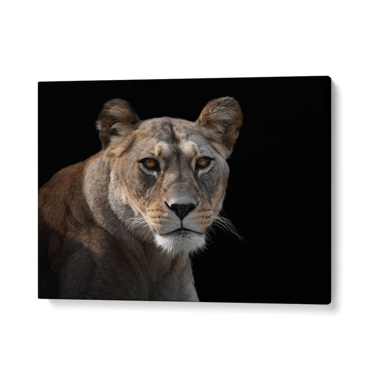 PHOTOGRAPHY painting - LIONESS PORTRAIT by Asianmonk