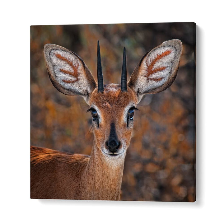 chre painting - STEENBOK by Asianmonk