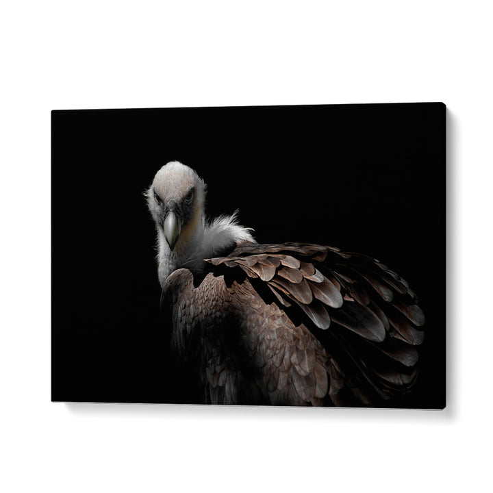 PHOTOGRAPHY painting - GRIFFON VULTURE II by Asianmonk