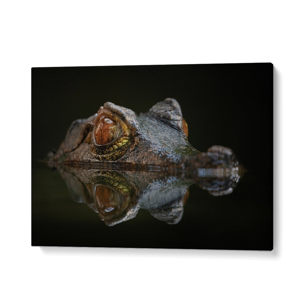 PHOTOGRAPHY painting - CUVIER'S DWARF CAIMAN - PALEOSUCHUS PALPEBROSUS by Asianmonk