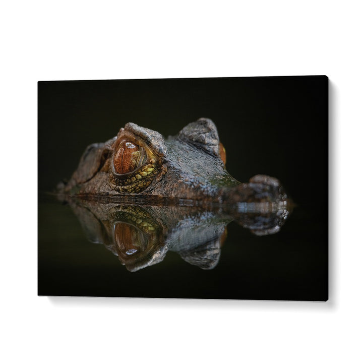 PHOTOGRAPHY painting - CUVIER'S DWARF CAIMAN - PALEOSUCHUS PALPEBROSUS by Asianmonk