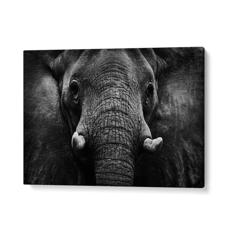 PHOTOGRAPHY painting - ELEPHANT II by Asianmonk