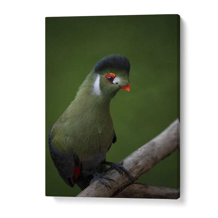 Christian Meermann painting - WHITE-CHEEKED TURACO by Asianmonk