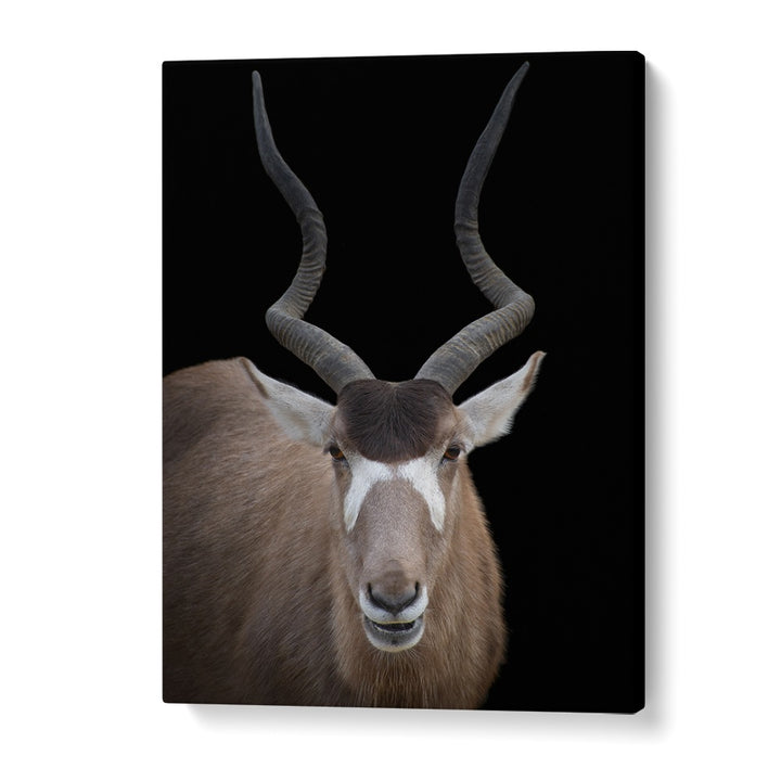 Christian Meermann painting - ADDAX NASOMACULATUS PORTRAIT by Asianmonk