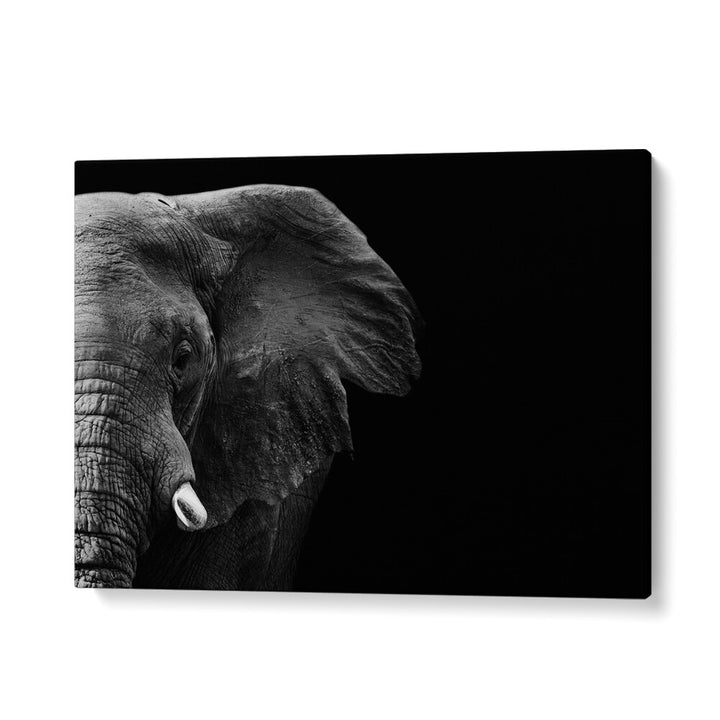 PHOTOGRAPHY painting - ELEPHANT by Asianmonk