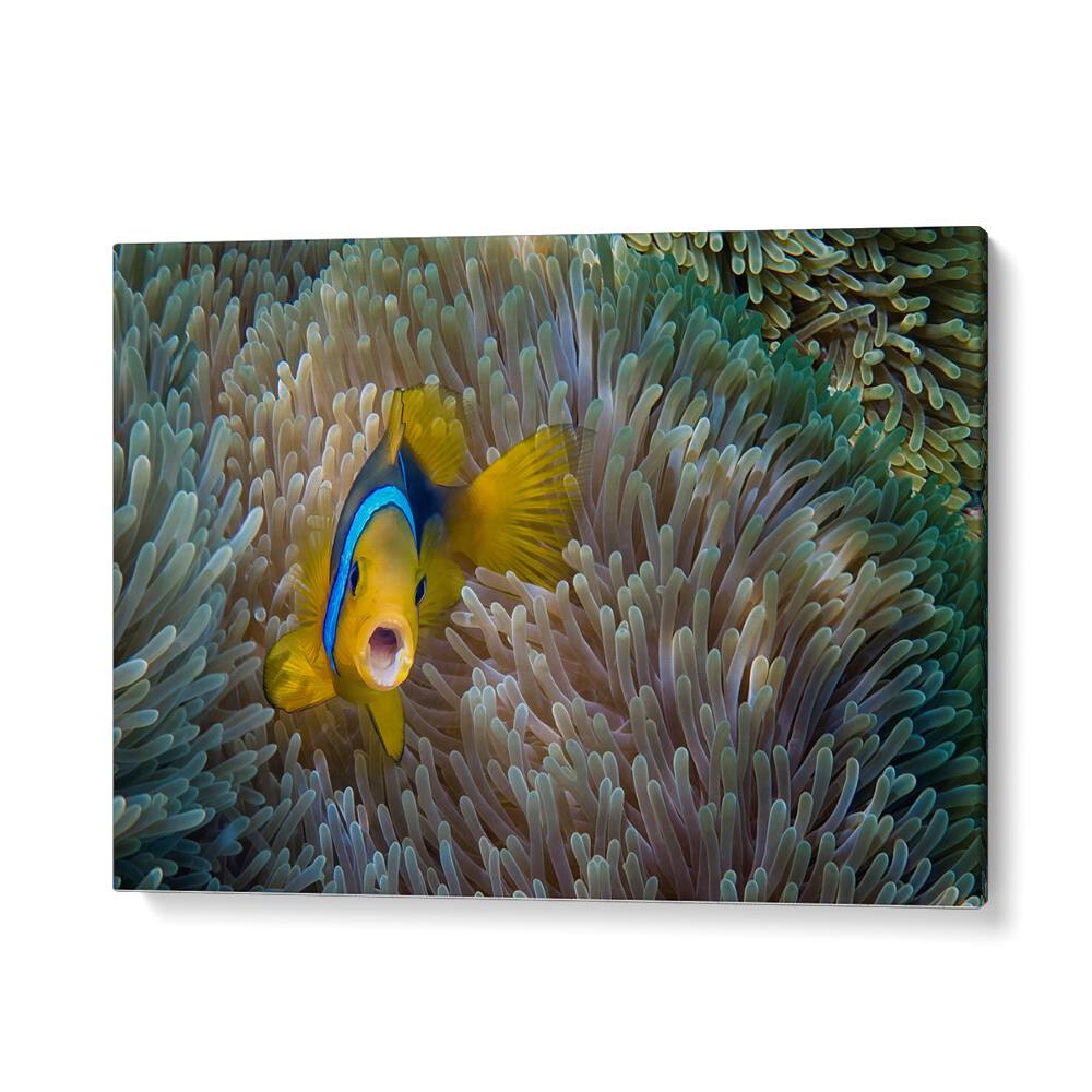 PHOTOGRAPHY painting - NEMO - AMPHIPRION BICINCTUS by Asianmonk