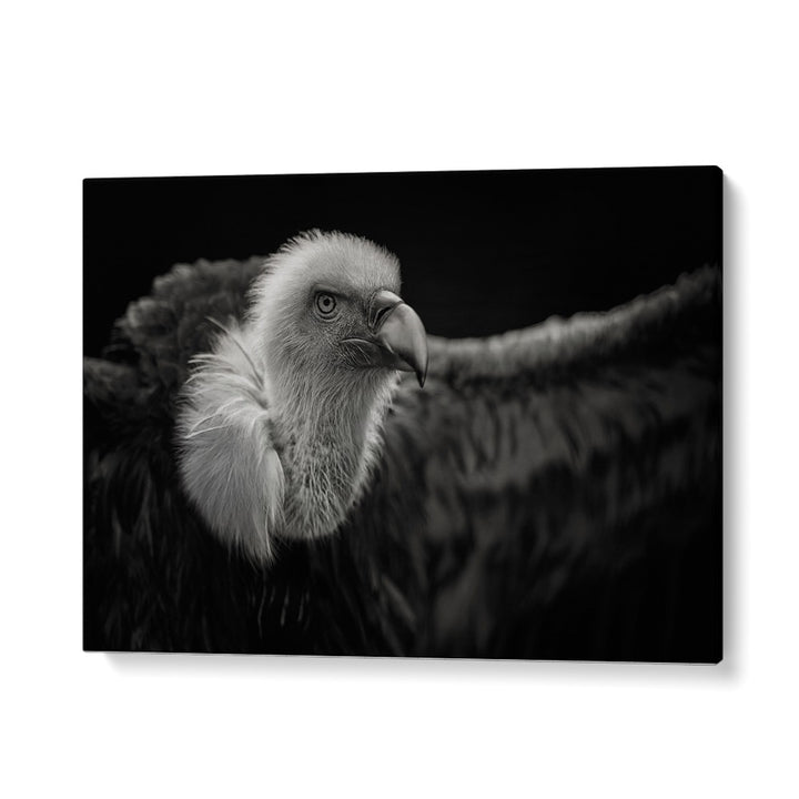 PHOTOGRAPHY painting - GRIFFON VULTURE by Asianmonk