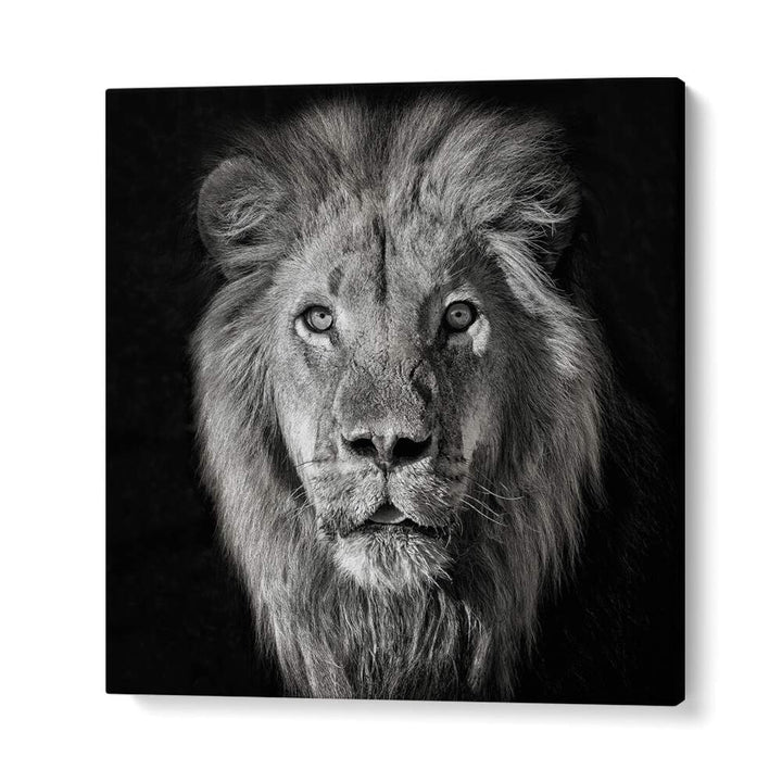 chre painting - LION PORTRAIT- PANTHERA LEO by Asianmonk