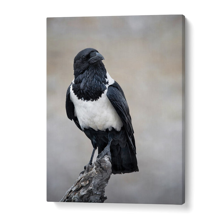 Christian Meermann painting - AFRICAN PIED CROW PORTRAIT by Asianmonk