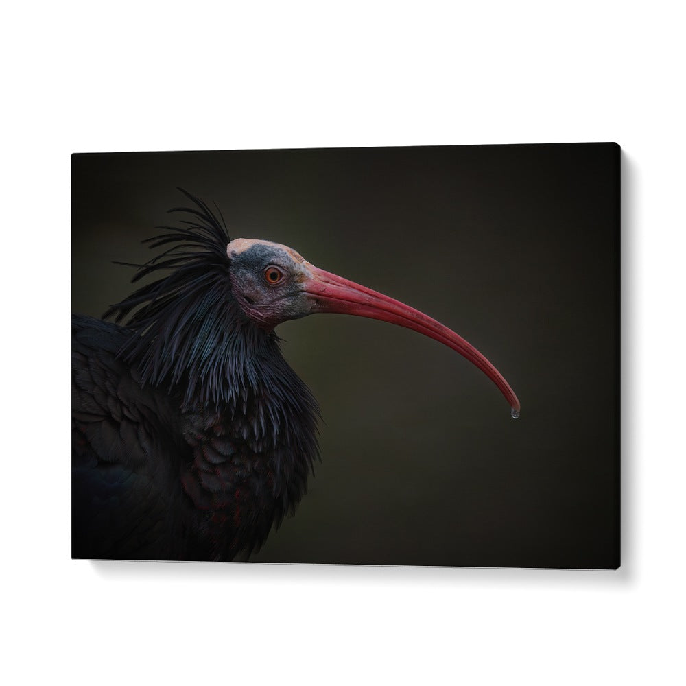 PHOTOGRAPHY painting - NORTHERN BALD IBIS - GERONTICUS EREMITA by Asianmonk