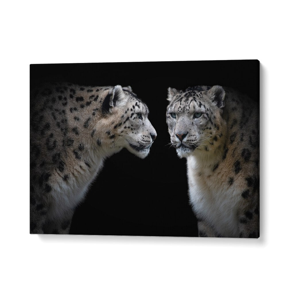 PHOTOGRAPHY painting - LIKE A MIRROR - PANTHERA UNCIA by Asianmonk