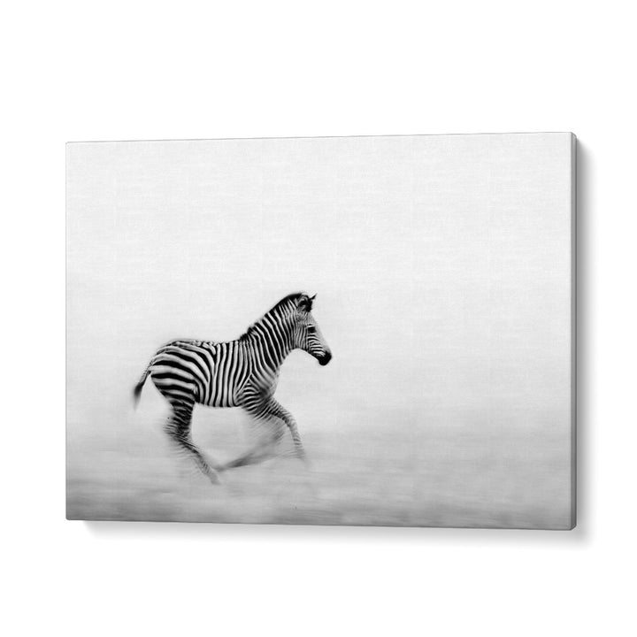 PHOTOGRAPHY painting - ZEBRA RUN by Asianmonk