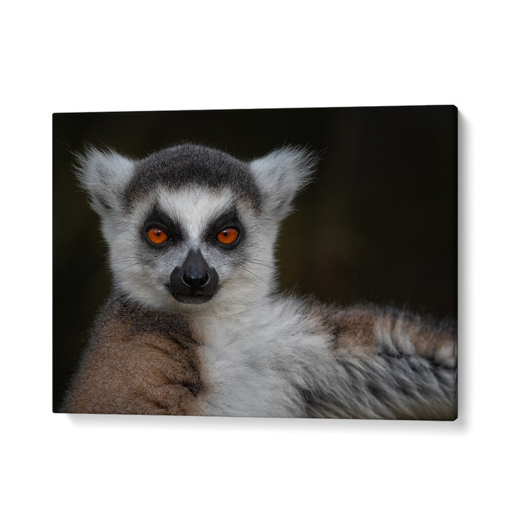 PHOTOGRAPHY painting - STRIKE A POSE - MAKI CATTA - LEMUR CATTA by Asianmonk