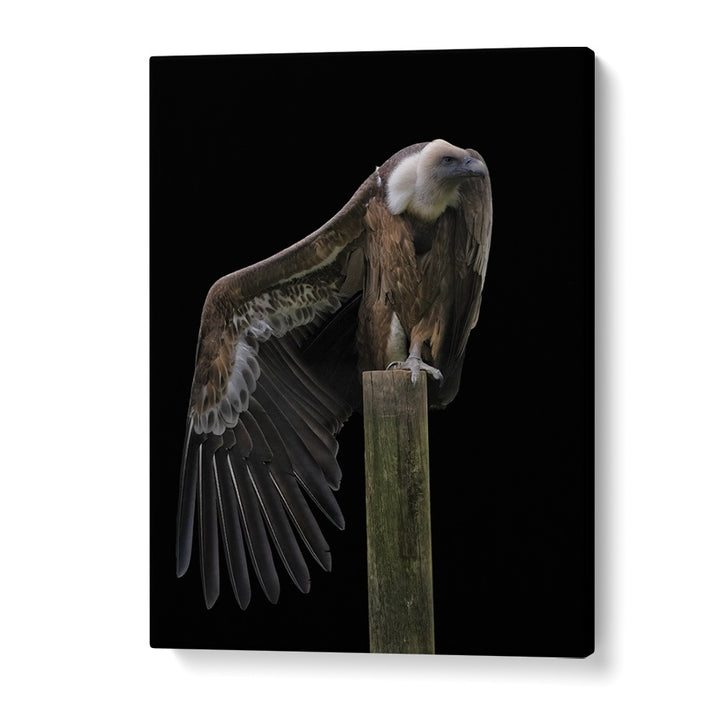 Christian Meermann painting - PROFIL - GRIFFON VULTURE by Asianmonk